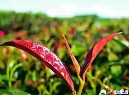 云南的紫芽茶是什么-云南的紫芽茶是什么茶