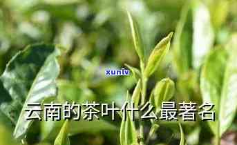 云南的茶代表有什么-云南的茶叫什么