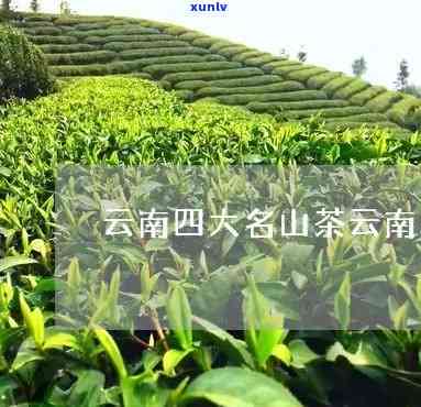 云南四大名茶是什么-云南四大名茶是什么茶