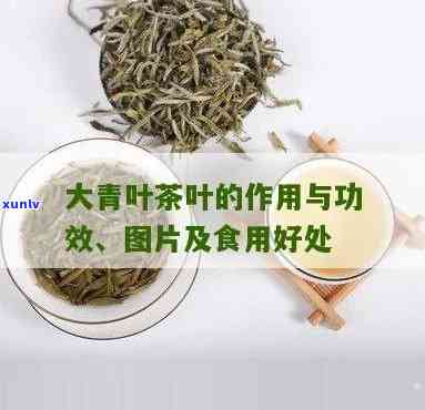 大叶青茶的作用：揭示其功效与作用