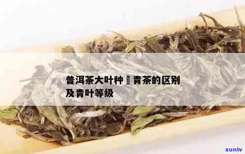 大叶青是普洱茶吗，解答疑惑：大叶青是否属于普洱茶？