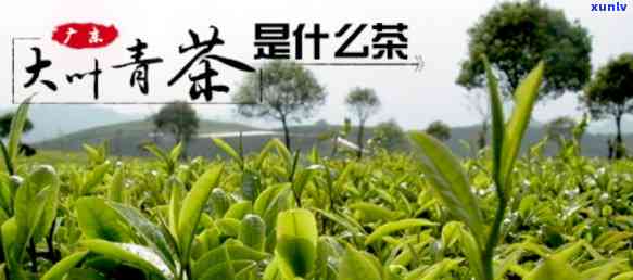 大叶青是普洱茶吗，解答疑惑：大叶青是否属于普洱茶？