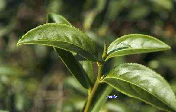 云南大叶种茶的分类及其特点探究