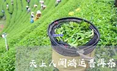 云南天上人间茶叶上市，云南茶叶新品：天上人间惊艳上市！