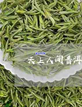 云南天上人间茶种类-云南天上人间茶种类介绍