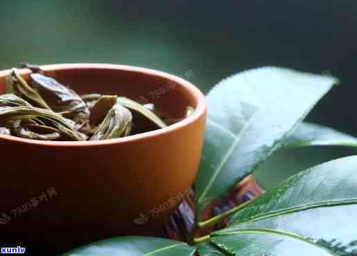 雨林古树茶哪款比较值得喝，推荐几款值得品尝的雨林古树茶