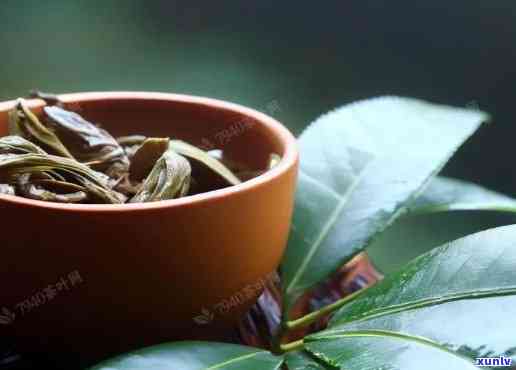 雨林古树茶哪款好喝-雨林古树茶哪款好喝一点