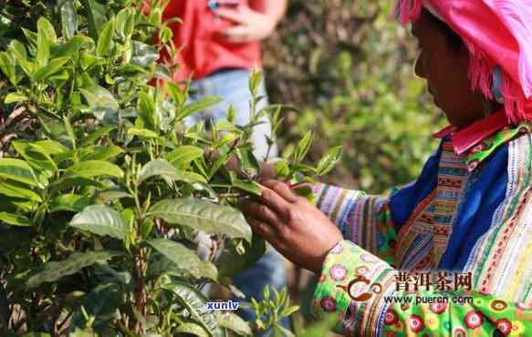 云南春尖茶市场情况介绍及图片全览