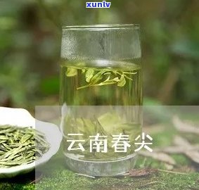 云南春尖茶市场情况-云南春尖茶市场情况分析