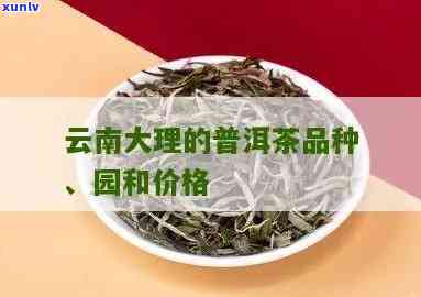 云南洱茶价格，揭秘云南洱茶市场价格：品种、品质与价格的关系