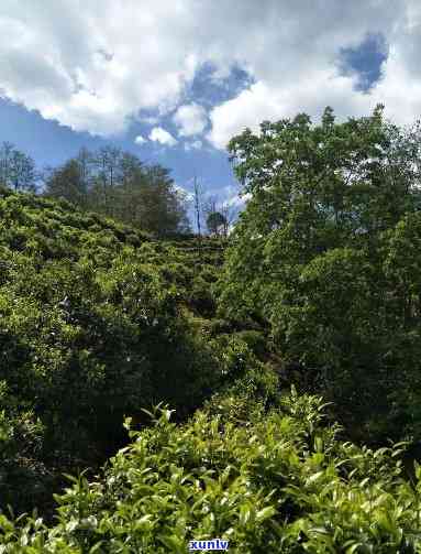 云南茶山勐海和勐库有多远，云南茶山：探寻勐海与勐库之间的距离