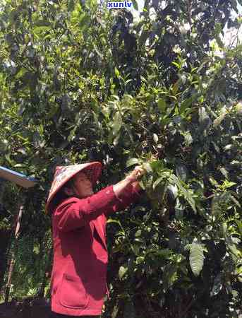 陈升号普洱茶有收藏价值吗，探究陈升号普洱茶的收藏价值