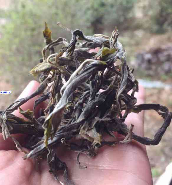 倚邦古树茶价格查询-2020倚邦古树茶价格表