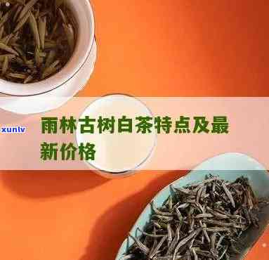 雨林古树茶价位是多少？全面解析其价格体系