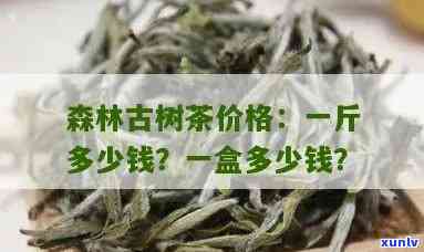 雨林古树茶多少钱一斤，探究神秘雨林古树茶价格，一斤要多少钱？