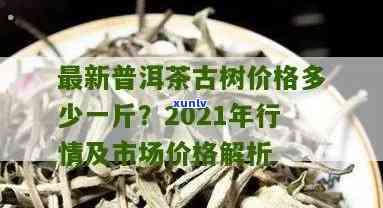 古树茶价格多少钱一斤？了解市场价格趋势