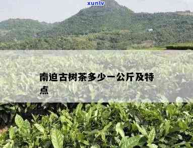 南迫古树普洱茶特点及其市场价格