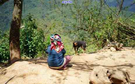 南迫古树茶特点价格-南迫古树茶2021年报价