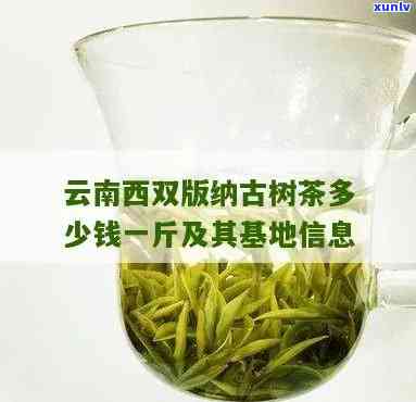 西双版纳古树茶多少钱一斤，揭秘西双版纳古树茶价格，一斤多少钱？