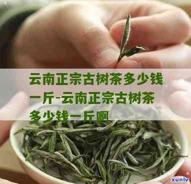 西双版纳古树茶多少钱一斤，揭秘西双版纳古树茶价格，一斤多少钱？