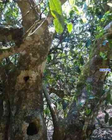 西双版纳珍藏馆古树茶，探秘西双版纳珍藏馆：古老韵味与香醇口感的完美结合——古树茶的魅力