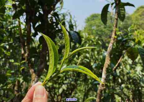 西双版纳珍藏馆古树茶，探秘西双版纳珍藏馆：古老韵味与香醇口感的完美结合——古树茶的魅力