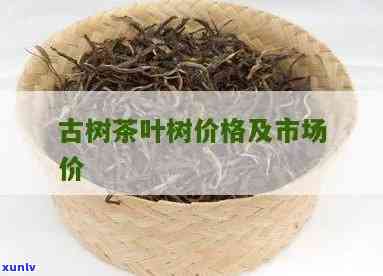 西双版纳古树茶价格-西双版纳古树茶多少钱一斤