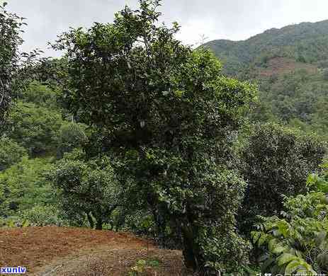 勐库章外古树茶价格-勐库章外古树茶价格多少