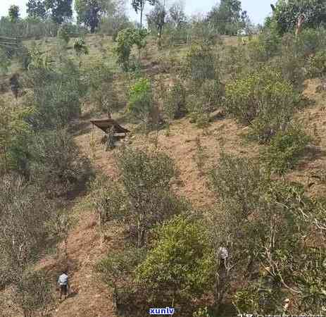 勐海曼糯地理位置与古树茶特性探究