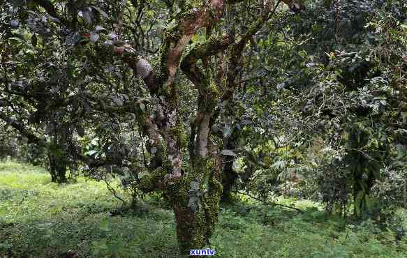 勐海曼糯古树茶价格-勐海曼糯古树茶价格多少