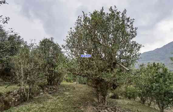 曼糯古树茶山，探秘云南曼糯古树茶山：品味千年老树的韵味