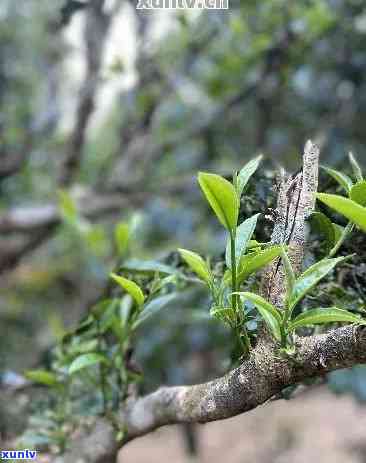 黑水子古树茶特点，探秘古老韵味：黑水子古树茶的独特魅力