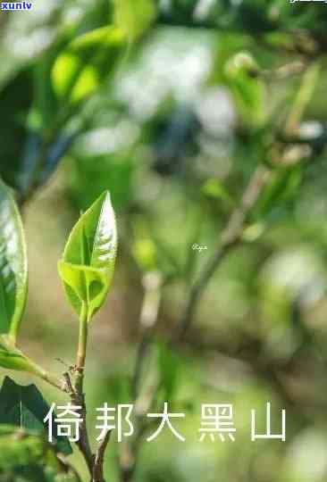 黑水子普洱茶，探索黑水子的美味：品尝普洱茶的独特风味