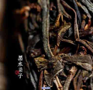 黑水子古树茶价格-黑水子古树茶特点