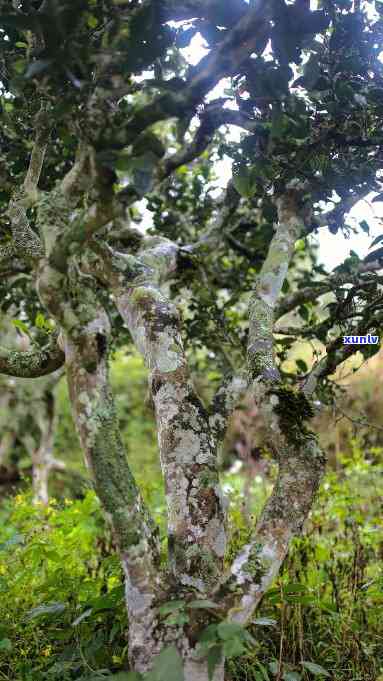 黑水子古树茶价格-黑水子古树茶特点