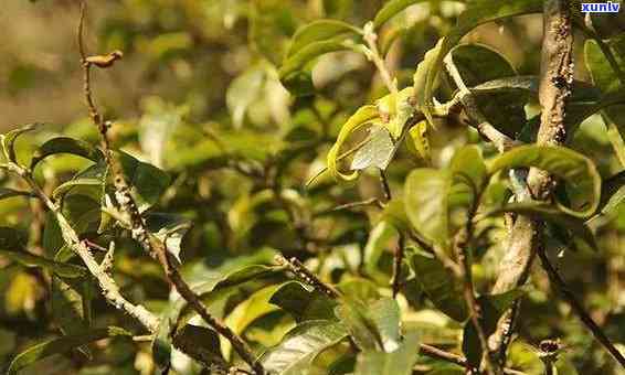 纸山箐古树茶价格及等级介绍