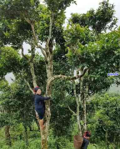 寮韵老挝古树茶怎么样，探秘古老韵味：寮韵老挝古树茶的魅力与特性