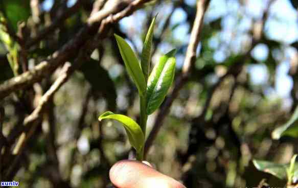 坝糯的藤条茶值得收藏么，坝糯藤条茶：值得珍藏的特色饮品