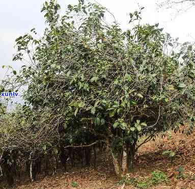 坝糯藤条古树茶价格-坝糯藤条古树茶价格200克