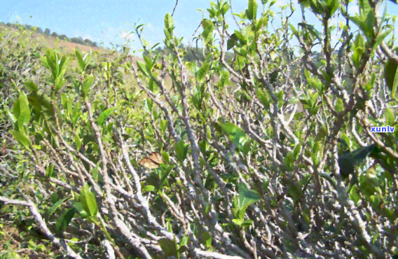 坝糯藤条古树茶价格-坝糯藤条古树茶价格200克