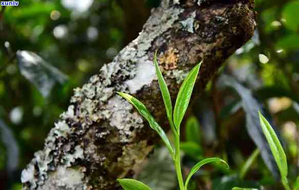 贵州千年古茶多少钱一斤，探寻千年古茶韵味：贵州茶叶价格一览