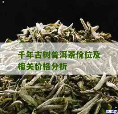 贵州千年古树茶价格-贵州千年古树茶价格表和图片