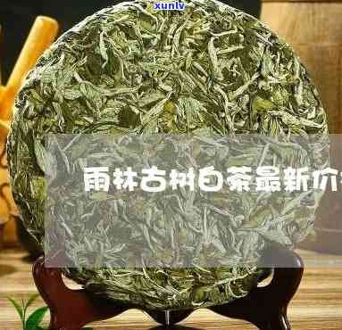 最新雨林古树茶白茶价格及图片全览