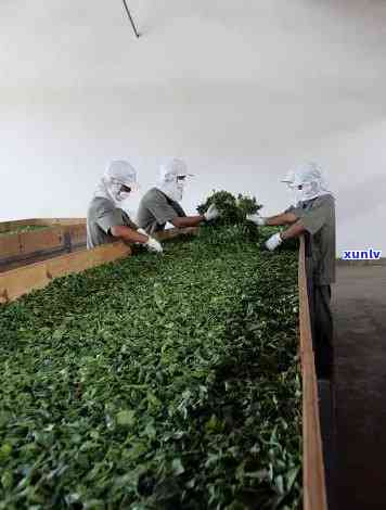 河兆宗茶厂，探索云南特色：河兆宗茶厂的茶叶 *** 工艺与历文化