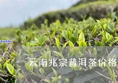 云南河兆宗茶叶价格：了解精制厂与普洱茶的相关信息