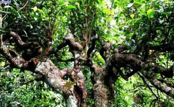 巴达松古树茶价格多少，探寻神秘的古树茶：巴达松的价格解析