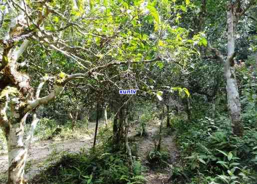 巴达松古树茶价格-巴达松古树茶价格多少