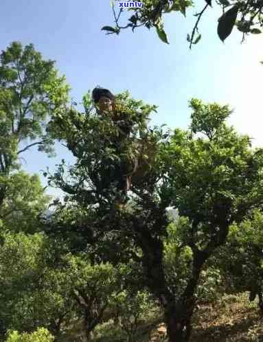 临沧坝糯古树茶价格-临沧坝糯古树茶价格查询