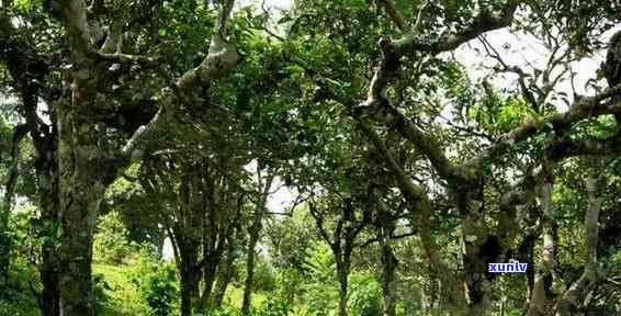 临沧坝糯古树茶价格-临沧坝糯古树茶价格查询