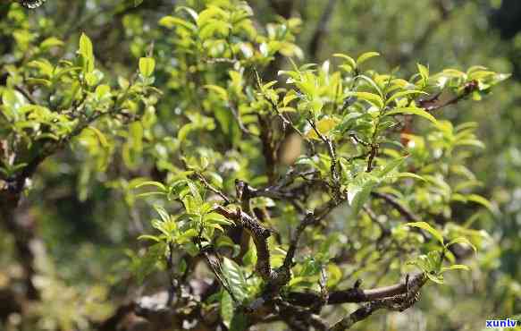 临沧坝糯古树茶价格-临沧坝糯古树茶价格查询